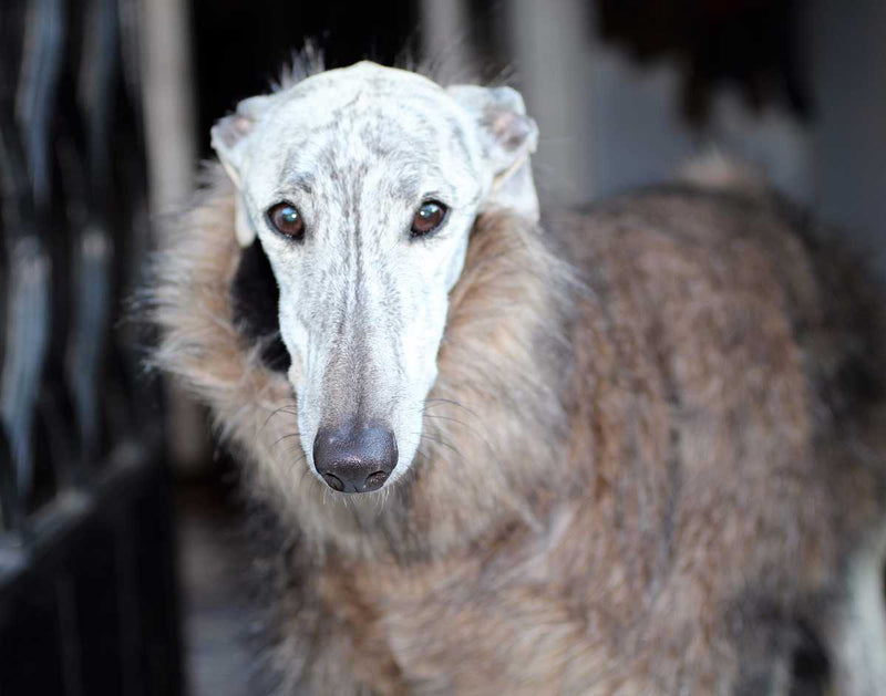 Faux Fur Sighthound Coat - BARCELONADOGS