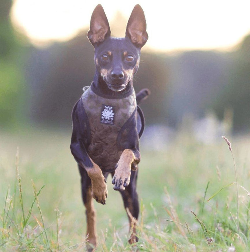 Military Velvet Dog Harness with Leash - BARCELONADOGS