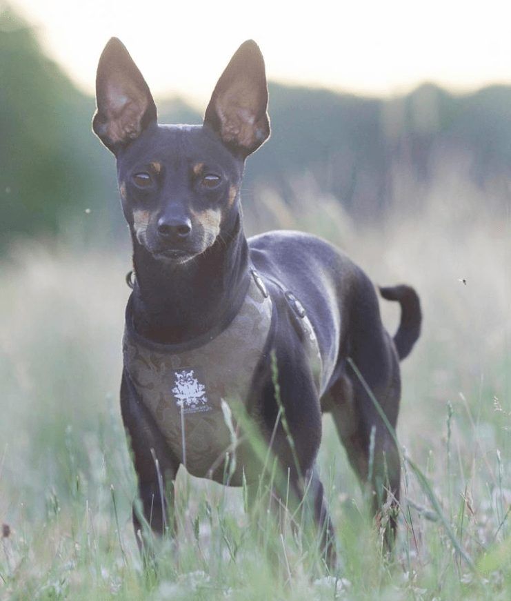 Military Velvet Dog Harness with Leash - BARCELONADOGS