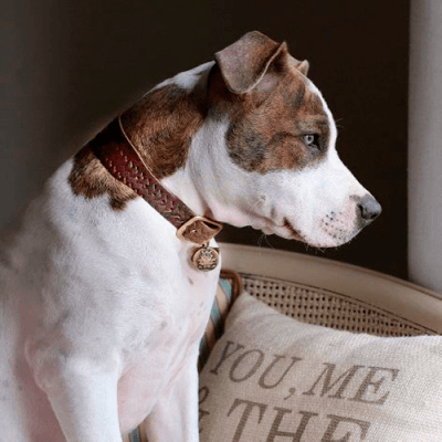 Braided Dog Collar - BARCELONADOGS