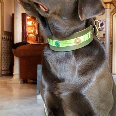 Blossom Party Dog Collar - BARCELONADOGS