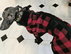 Buffalo Italian Greyhound Coat