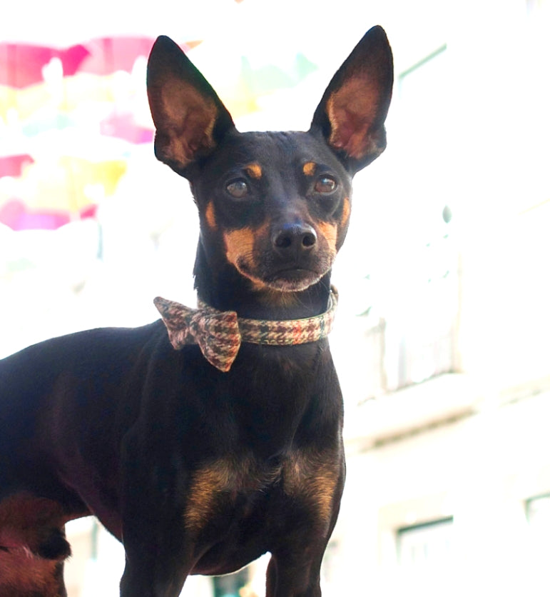 Burberrish Bowtie Dog Collar