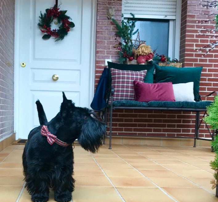 largest size scottish terrier