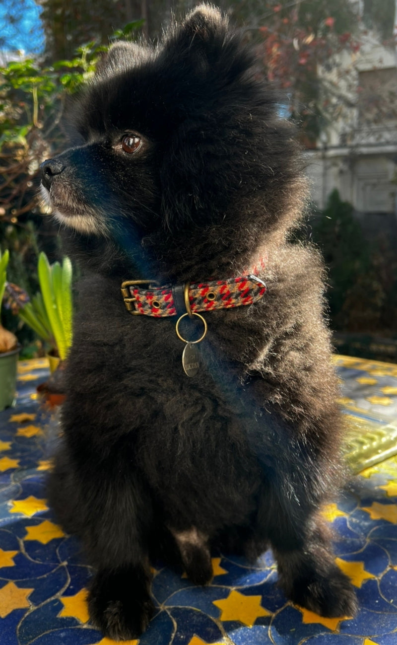 d ring burberrish dog collar