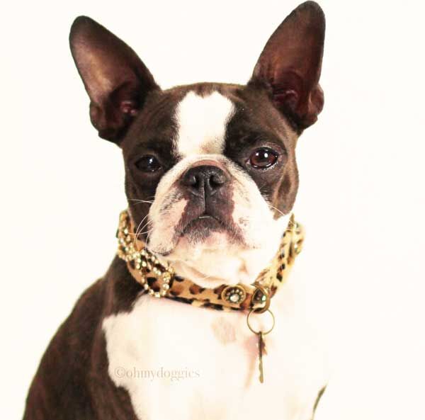 Karen Blixen Dog Collar - BARCELONADOGS