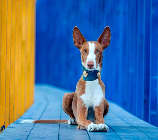 Simply Casablanca Sighthound Collar - BARCELONADOGS