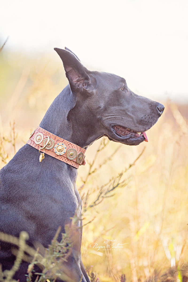 Casablanca XXL wide Dog Collar