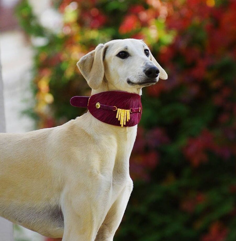 Bizarre Sighthound Collar - BARCELONADOGS