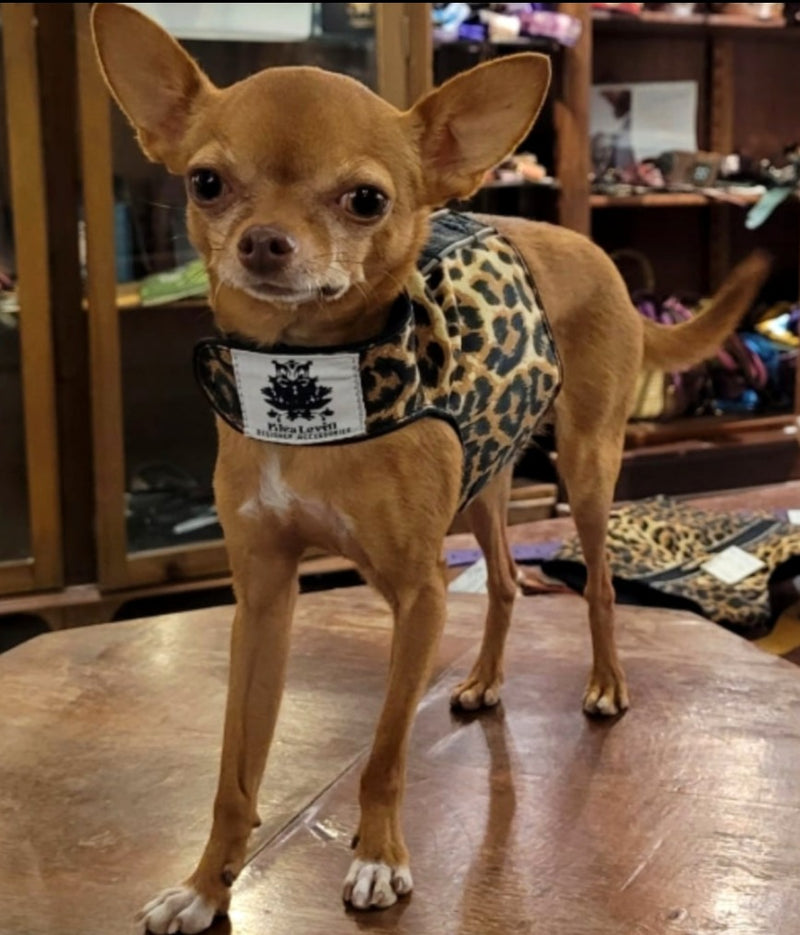 chihuahua tea cup harness