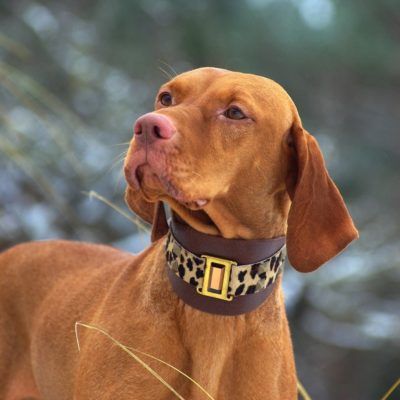 Emerald Dog Collar - BARCELONADOGS