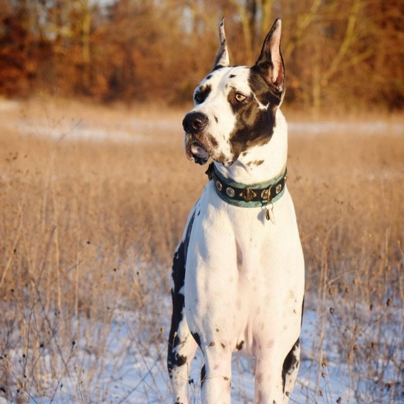 Buddha Salvaje Dog Collar - BARCELONADOGS