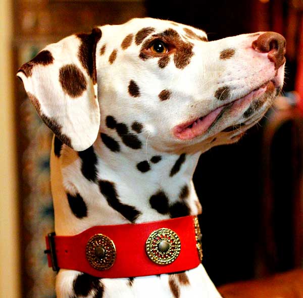 Eternité Dog Collar - BARCELONADOGS