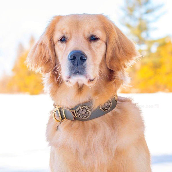 Eternité Dog Collar - BARCELONADOGS