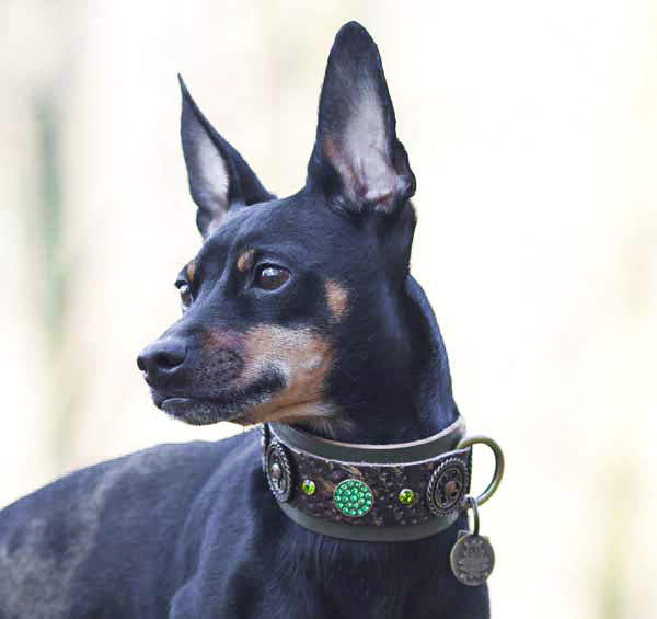 Evergreen Forest Dog Collar - BARCELONADOGS