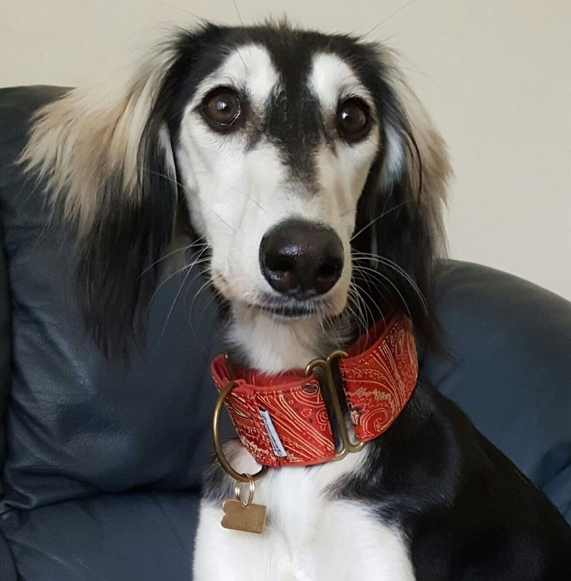 Extra Wide Martingale (28-50 cm) - BARCELONADOGS