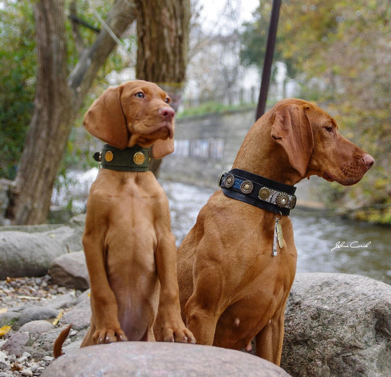 Shanghai Wide Dog Collar - BARCELONADOGS