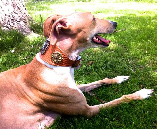 Flower Power Sighthound Collar - BARCELONADOGS