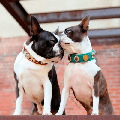 Rosebud Aqua - BARCELONADOGS