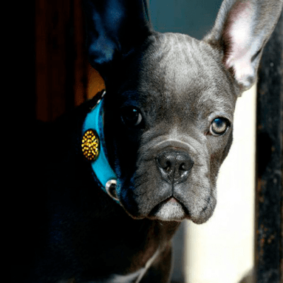 Rosebud Aqua - BARCELONADOGS