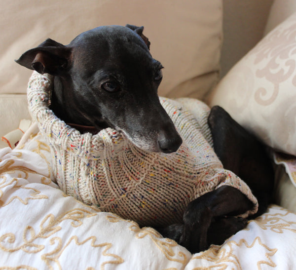 Beige sweater for small Sighthounds