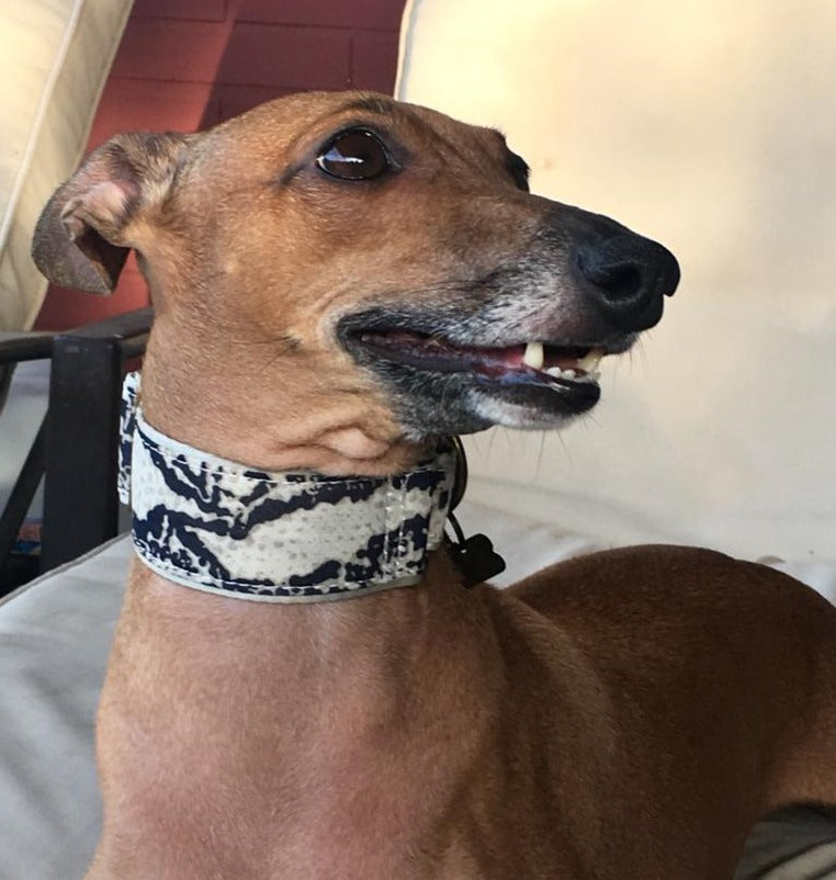 Italian Greyhound Martingale