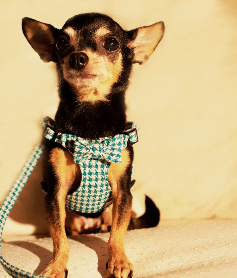 LUXURY Turquoise Pepita Harness