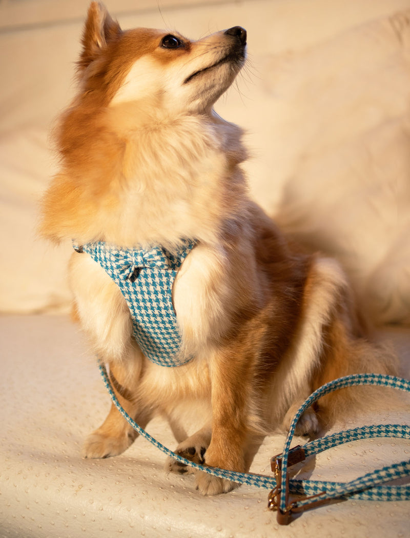 LUXURY Turquoise Pepita Harness