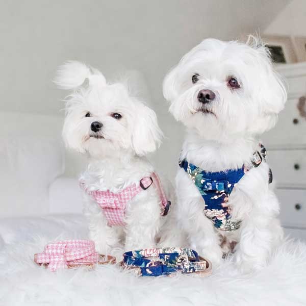 Tropical Navy Dog Harness - BARCELONADOGS