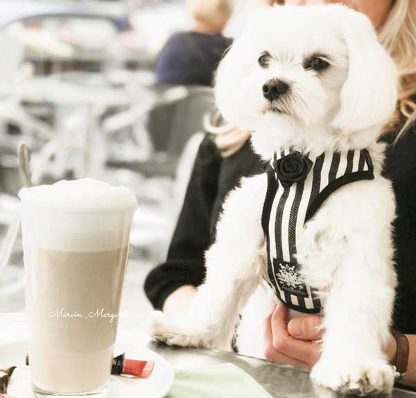Striped Black & White Harness with Leash - BARCELONADOGS