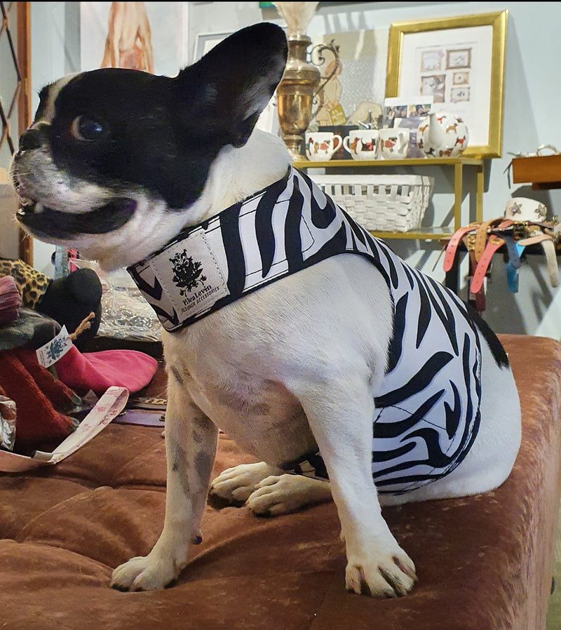 zebra pet harness in XL