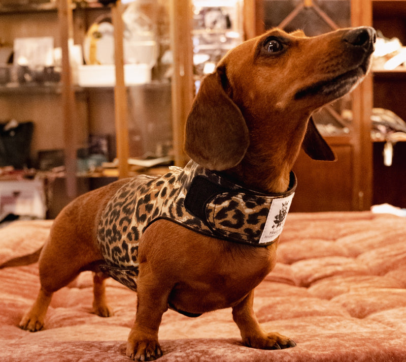 Leopard Harness Coat
