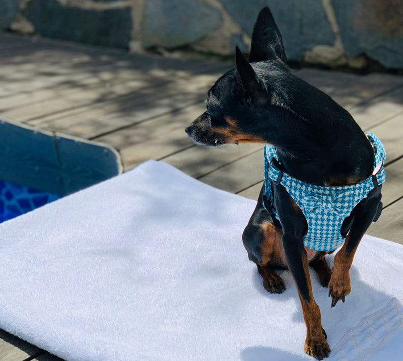 LUXURY Turquoise Pepita Harness
