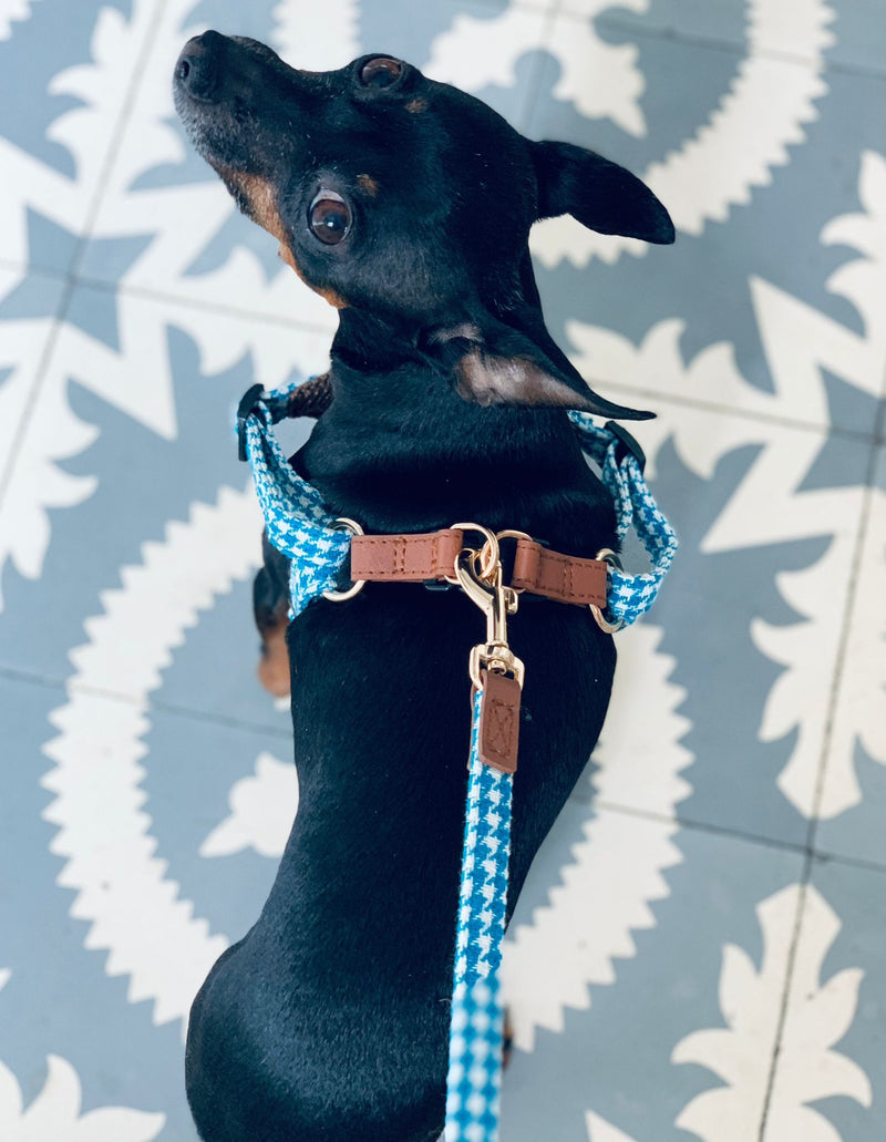 LUXURY Turquoise Pepita Harness