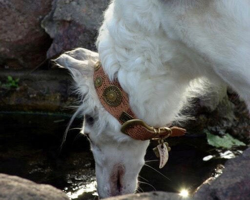 Hunter Sighthound Collar - BARCELONADOGS