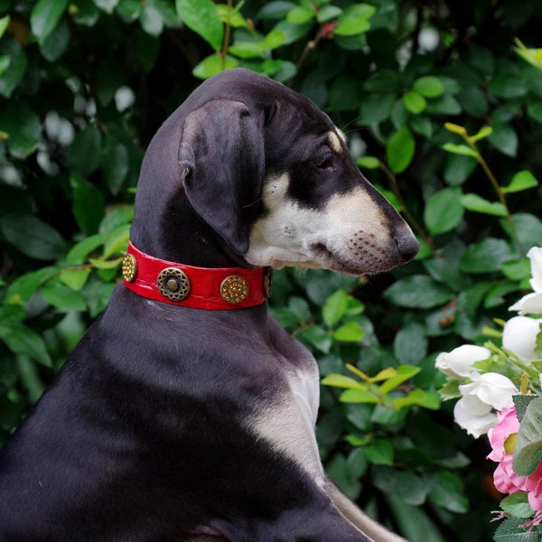 Olympia Dog Collar