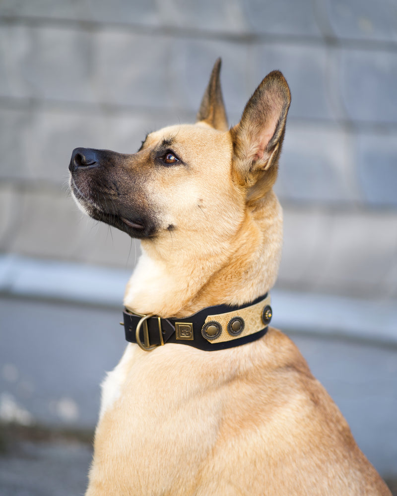 Hollywood Dog Collar