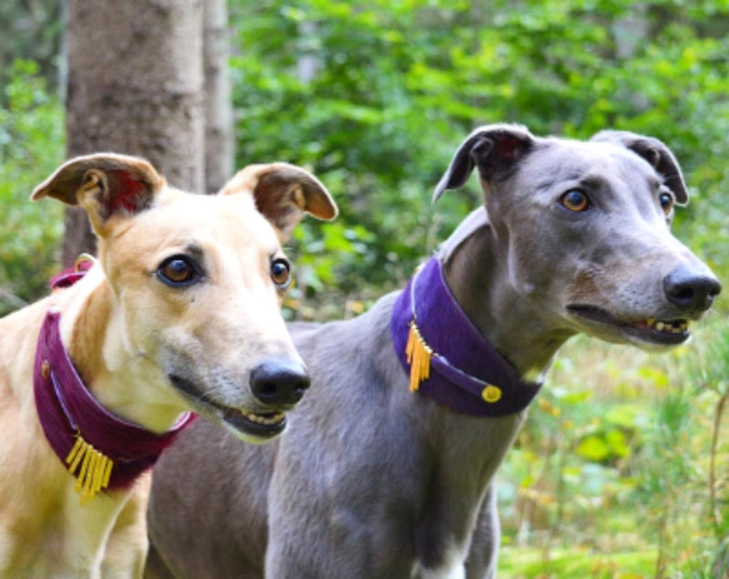 Bizarre Sighthound Collar