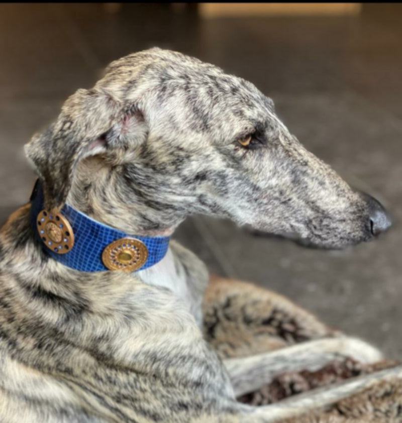 Simply Casablanca Sighthound Collar