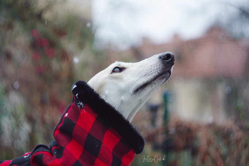 Red Black Buffalo Plaid Sighthound Coat - BARCELONADOGS