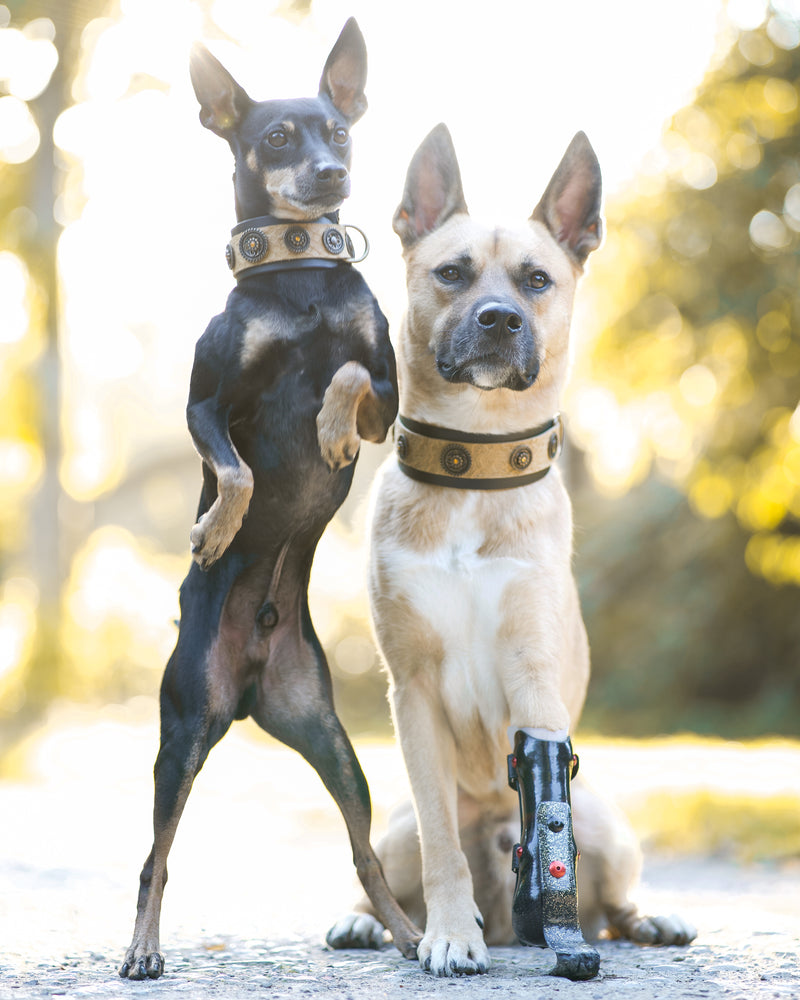 Hollywood Dog Collar