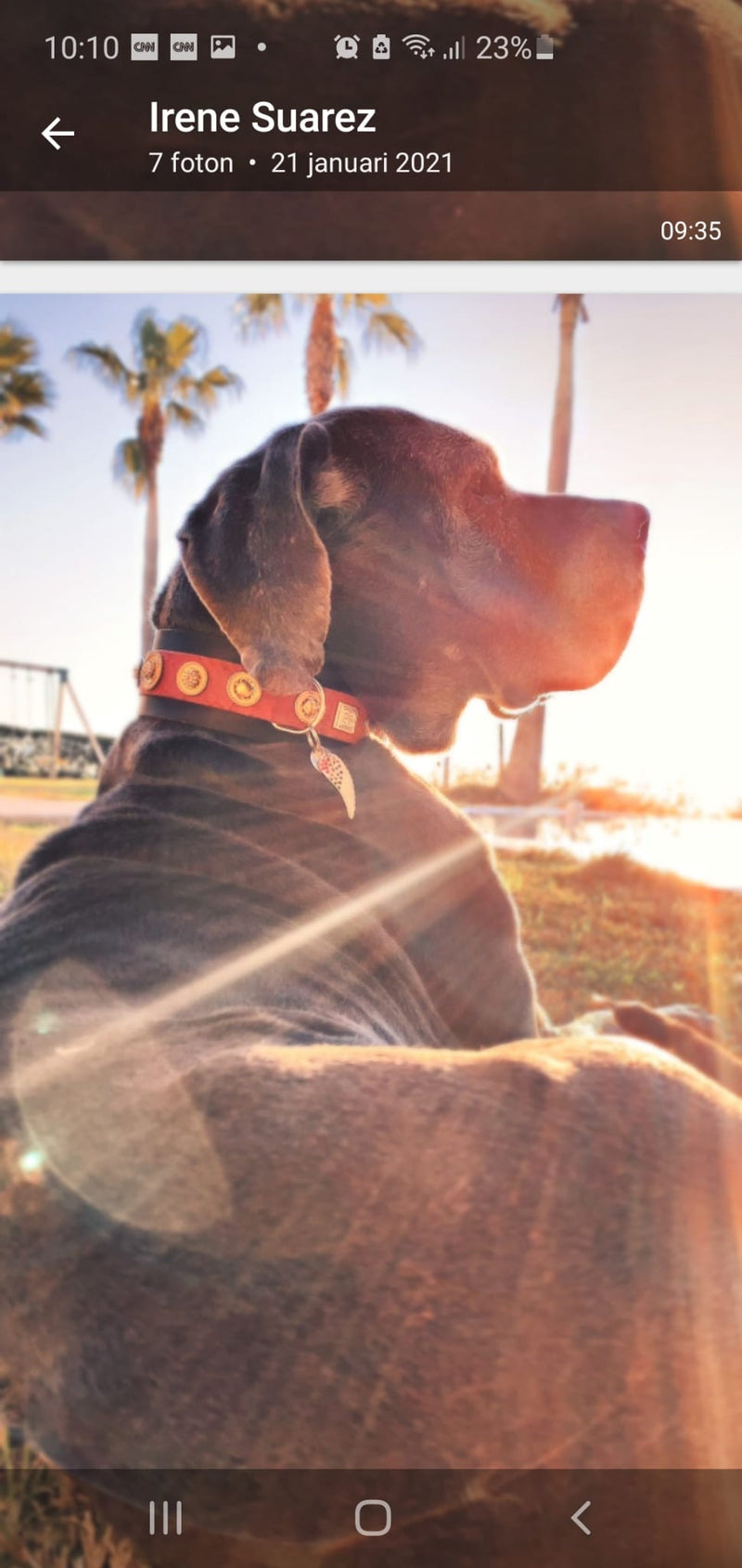 Hollywood Dog Collar