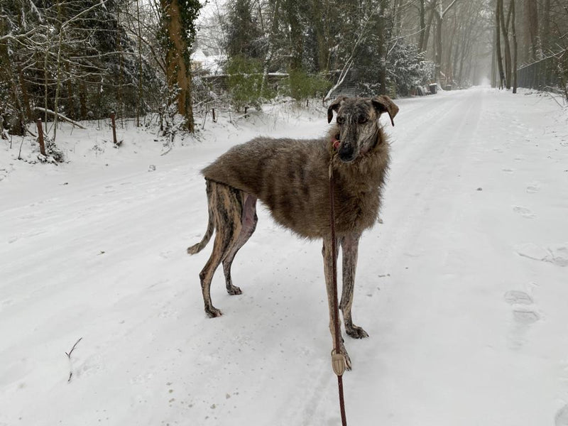 Faux Fur Whippet Coat