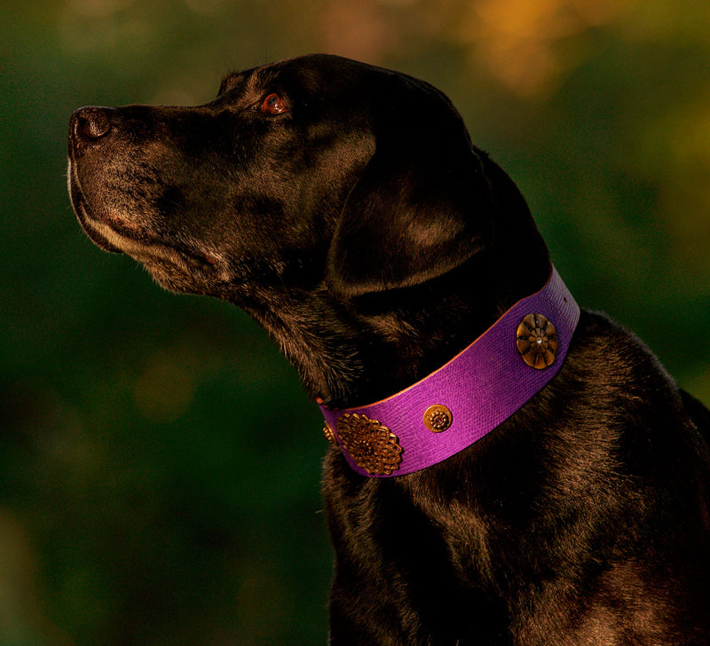 Tribeca Dog Collar