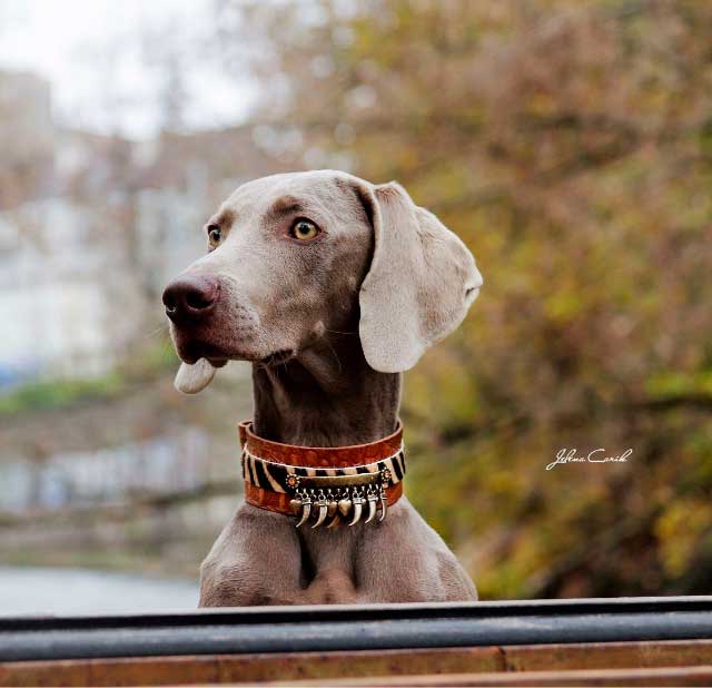 Kwatile Dog Collar - BARCELONADOGS