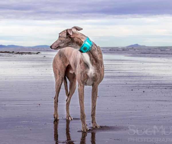 Lazaro Sighthound Collar - BARCELONADOGS