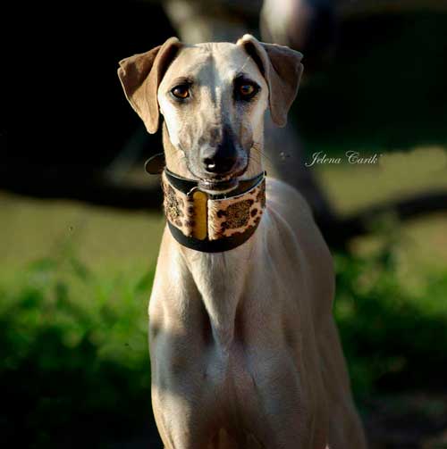Lazaro Collar - BARCELONADOGS
