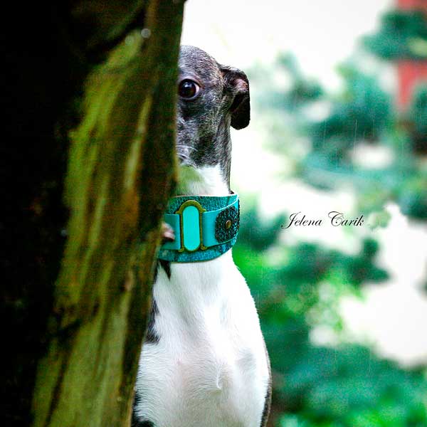 Lazaro Sighthound Collar - BARCELONADOGS