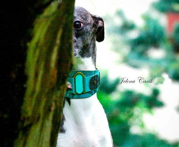 Lazaro Collar - BARCELONADOGS