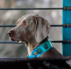 Lazaro Dog Collar - BARCELONADOGS